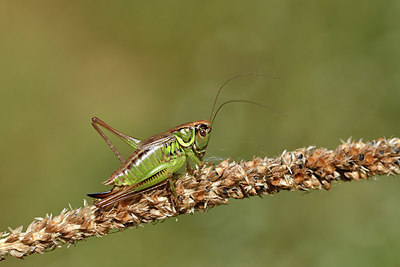 BUITEN BEELD Foto: 407575