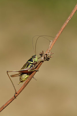 BUITEN BEELD Foto: 407577