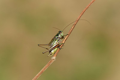 BUITEN BEELD Foto: 407580