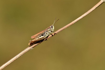 BUITEN BEELD Foto: 407581