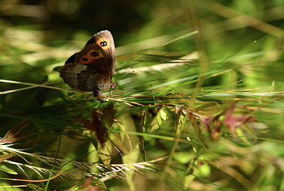 BUITEN BEELD Foto: 407583