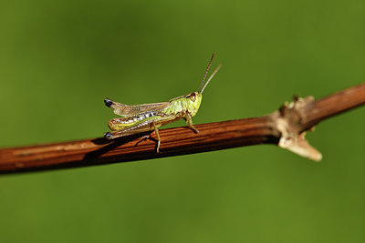 BUITEN BEELD Foto: 407584