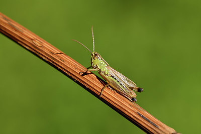 BUITEN BEELD Foto: 407585