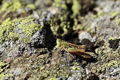 BUITEN BEELD Foto: 407597