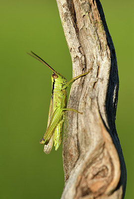 BUITEN BEELD Foto: 407607