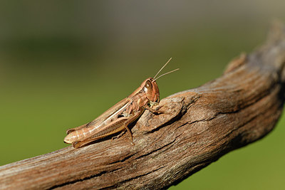 BUITEN BEELD Foto: 407608
