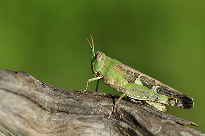 BUITEN BEELD Foto: 407615