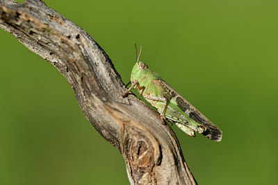 BUITEN BEELD Foto: 407616