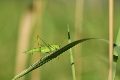 BUITEN BEELD Foto: 407618