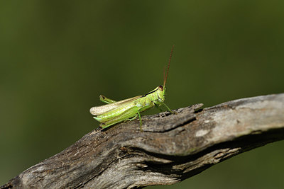 BUITEN BEELD Foto: 407619