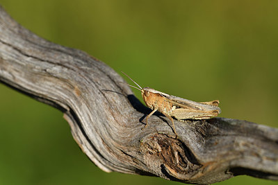BUITEN BEELD Foto: 407620