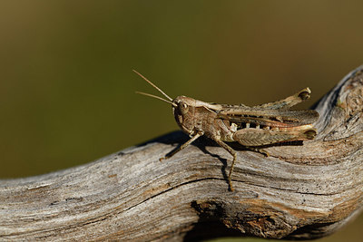 BUITEN BEELD Foto: 407621