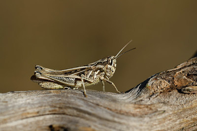 BUITEN BEELD Foto: 407623