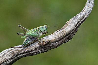 BUITEN BEELD Foto: 407627