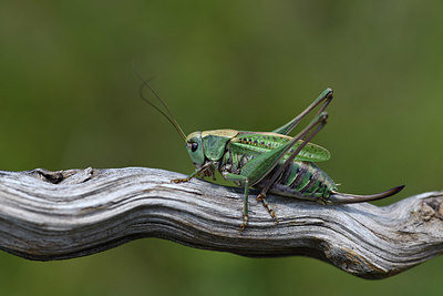 BUITEN BEELD Foto: 407628