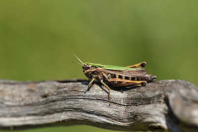 BUITEN BEELD Foto: 407629