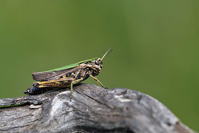 BUITEN BEELD Foto: 407630