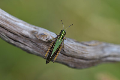 BUITEN BEELD Foto: 407631