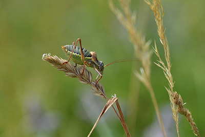 BUITEN BEELD Foto: 407633