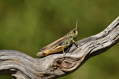 BUITEN BEELD Foto: 407637