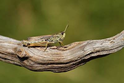 BUITEN BEELD Foto: 407640