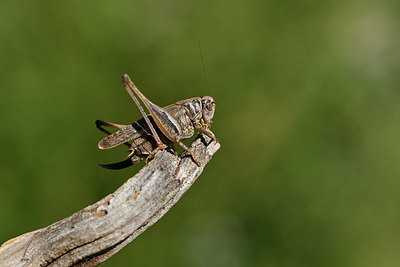 BUITEN BEELD Foto: 407641