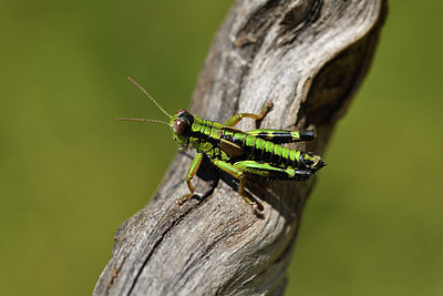 BUITEN BEELD Foto: 407644
