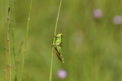 BUITEN BEELD Foto: 407647