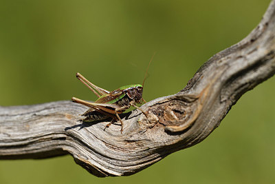 BUITEN BEELD Foto: 407649