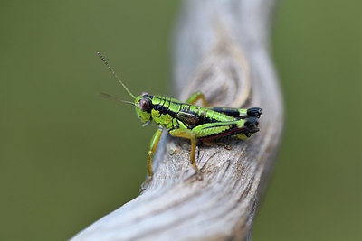 BUITEN BEELD Foto: 407650