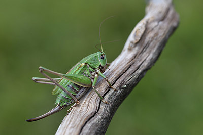 BUITEN BEELD Foto: 407651