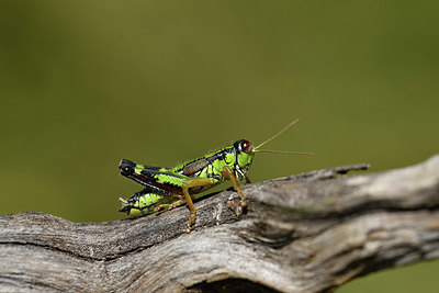 BUITEN BEELD Foto: 407653