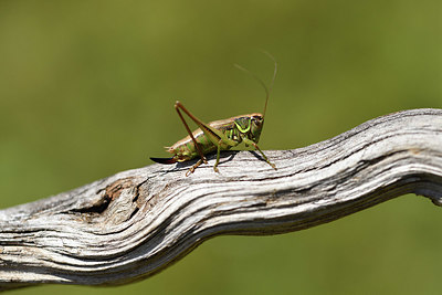 BUITEN BEELD Foto: 407656