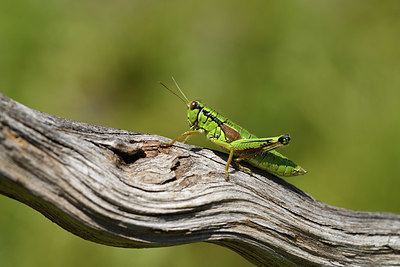 BUITEN BEELD Foto: 407659