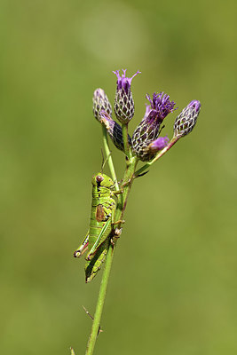 BUITEN BEELD Foto: 407663