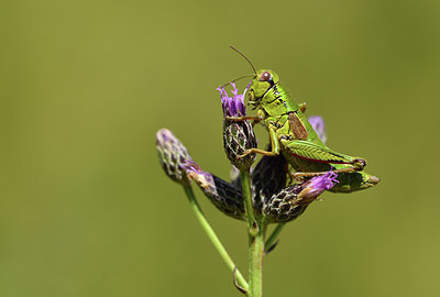 BUITEN BEELD Foto: 407665