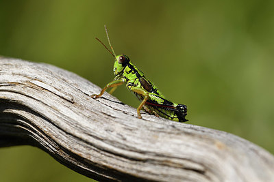BUITEN BEELD Foto: 407666