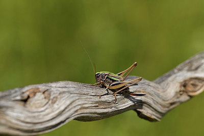 BUITEN BEELD Foto: 407667