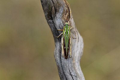 BUITEN BEELD Foto: 407678