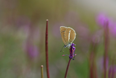 BUITEN BEELD Foto: 407690