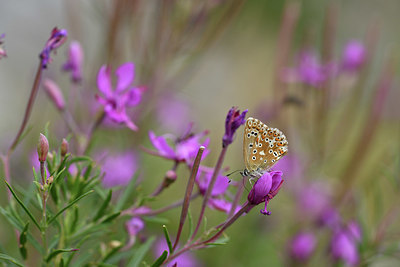 BUITEN BEELD Foto: 407691