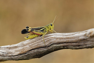 BUITEN BEELD Foto: 407693