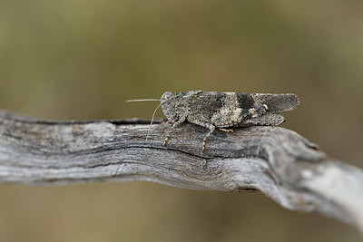 BUITEN BEELD Foto: 407706