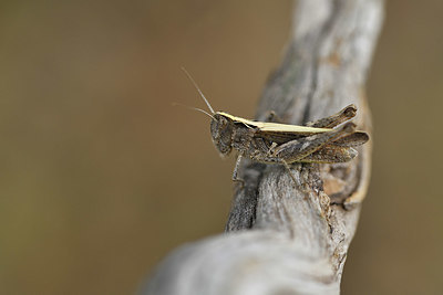 BUITEN BEELD Foto: 407707