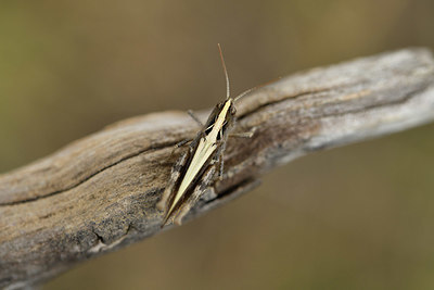 BUITEN BEELD Foto: 407708