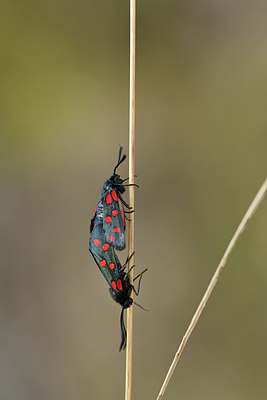 BUITEN BEELD Foto: 407711