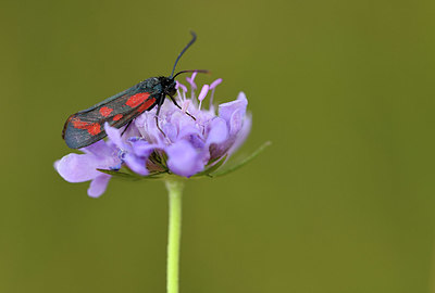 BUITEN BEELD Foto: 407713