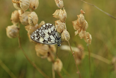 BUITEN BEELD Foto: 407714