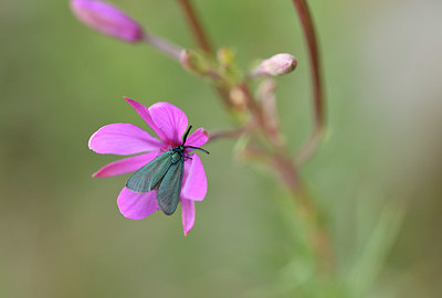 BUITEN BEELD Foto: 407716