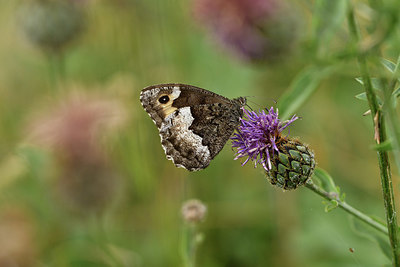 BUITEN BEELD Foto: 407719
